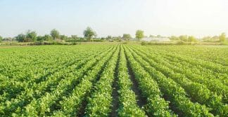 análise de solos e fertilizantes